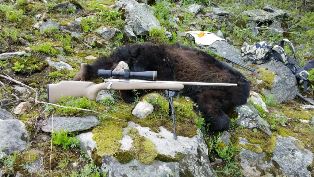 bear hunting shot with sherman wildcat cartridges using long range rifle